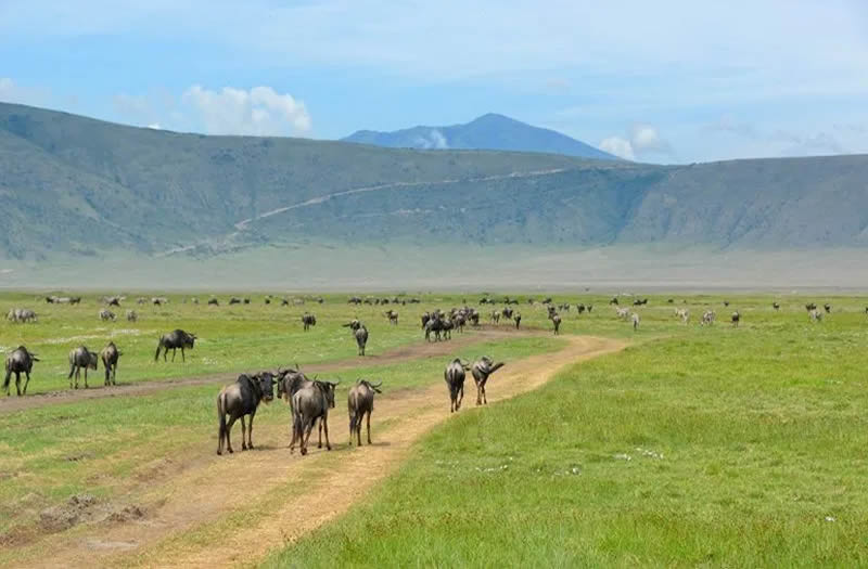 Ngorongoro