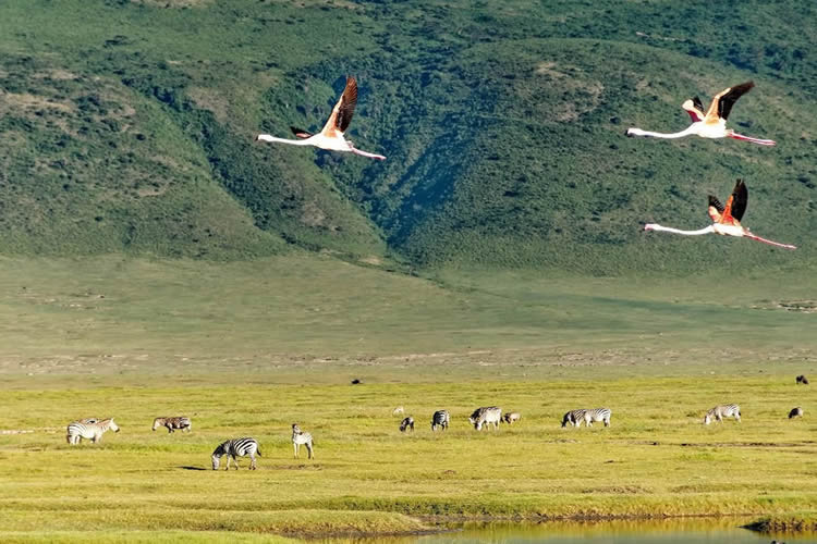 Ngorongoro