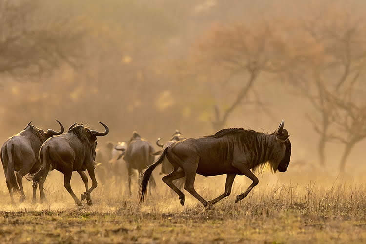 Wildebeest